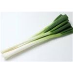★11／7（金）配送分★白ねぎ束  1束（北海道・長野・宮城・大分県等の国内産）