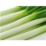 【11／8・9配送分】白ねぎ 1束（宮城・大分県産他）