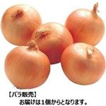【6／6（火）配送分】玉ねぎ 1個（愛知・兵庫県産他）