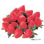 【4／19（土）配送分】いちご 1パック（愛知・熊本県産他）