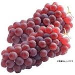 【7／5～6配送分】島根県・福岡県産 ぶどう（デラウェア）1パック