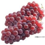 【8／15（金）配送分】ぶどう（デラウェア）1パック（山形県産）