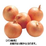 【3／25（火）配送分】北海道産他 たまねぎ 1個
