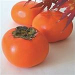 【11／10（月）配送分】静岡県産 次郎柿 Lサイズ 1個