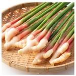 【8／16～17配送分】静岡県産 葉しょうが 1束