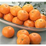 【12／2（土）配送分】とぴあみかん（M）4．5kg箱1箱（青秀）（静岡県産）