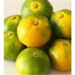 【11／2（日）配送分】早出しみかん（大パック）静岡県産