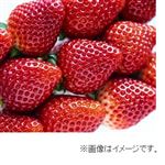 【12／6（土）配送分】栃木県産 いちご（とちあいか）1パック