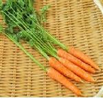 【11／19（水）配送分】千葉県産他 葉付きにんじん 1本