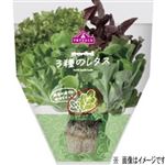 【7／19～21配送分】静岡県産 トップバリュ3種のレタス 1袋