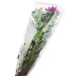 輪菊（セット）