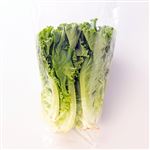 福岡県などの国産　グリーンリーフ（レタス）1玉